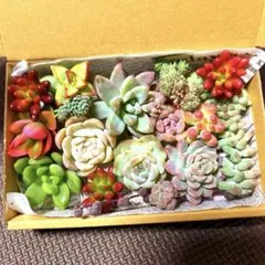 多肉植物セット　多肉弁当11