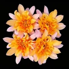 19 花サボテン カキコ2個セット - メルカリ