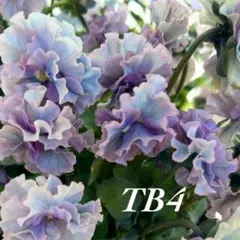 【TB4】ときめきビオラフルフリル種入手困難人気ビオラフリルビオラ15粒のサムネイル