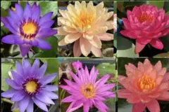 2025年最新】熱帯睡蓮の人気アイテム - メルカリ