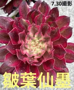 【希少・速達発送】 皺葉仙墨 抜き苗 アエオニウム 多肉植物のサムネイル