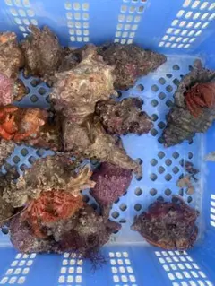 고토 열도의 살아 있는 소라게 등 조개 껍질이 들어간 여러 세트