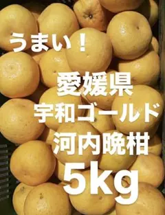 愛媛県産 河内晩柑 宇和ゴールド 紅 柑橘 5kg - メルカリ