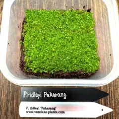 【ラスト1】激レア リドレイ パカラン 前葉体 胞子体 2タッパー限定②