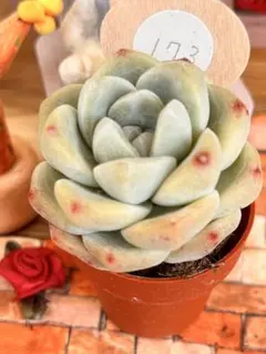 ☆多肉植物*可愛い春萌 セダム＊カット苗＊可愛い寄せ植えに♪送料73 