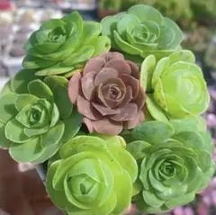 り*☆様 グリーノビア　7苗セット　名前なし　アエオニウム