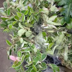 2025年最新】サクララン 苗の人気アイテム - メルカリ