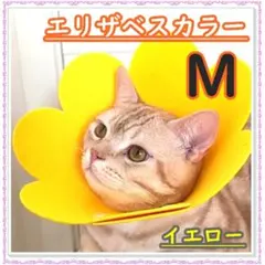 Item thumbnail for item 5b46e2ec-3582-4c1f-9de9-df3d86cc5505