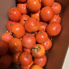 12月14日　採取　渋柿　キズあり9キロ