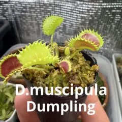 u*s様 ハエトリソウ ダブル ケルベロス CK 食虫植物 - メルカリ