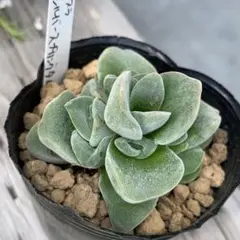 なー＊one様 リクエスト 2点 まとめ商品