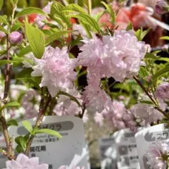 2026年最新】桜の原木の人気アイテム - メルカリ