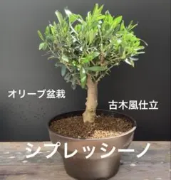 2026年最新】オリーブ 古木の人気アイテム - メルカリ
