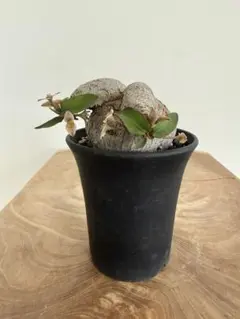 まん丸イポメアボルシアーナ 鉢ごと発送 塊根植物 コーデックス - メルカリ
