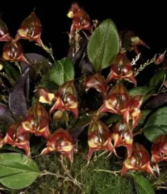 lepanthes lucifer レア種 南米小型着生ランレパンテスミニチュア