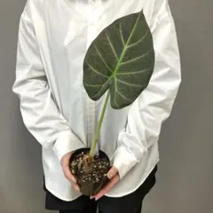 goul4711様 リクエスト 3点 まとめ商品