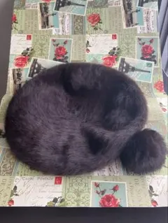 日本製　untitledダークブラウンファーベレー帽 ポンポン付 新品1/31迄