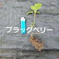 【トゲなし】ブラックベリー苗｜1本で実る・初心者OK・北海道越冬◎