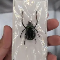 未検品 昆虫標本 エクアドル産 ゾウムシパッキング済み標本 ③ - メルカリ