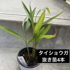 2026年最新】ガランガル苗の人気アイテム - メルカリ