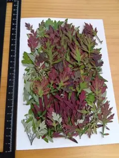 Item thumbnail for item 3ced4efe-6dc8-427a-965f-9373ea6855ab