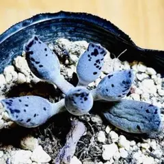 多肉植物⭐️アドロミスクス クーペリー⭐️韓国苗育成 抜き苗 g15のサムネイル