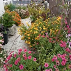 花種　ジニア　ミックス 150cc 200粒