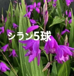 春咲き、原種グラジオラス ビザンティヌス 5株(5 球以上) - メルカリ