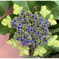 ドン州様 リクエスト 2点 まとめ商品