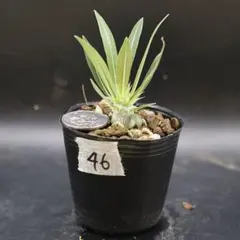 【鉢付】46 パキポディウムsp グラキリス　塊根植物　コーデックスのサムネイル