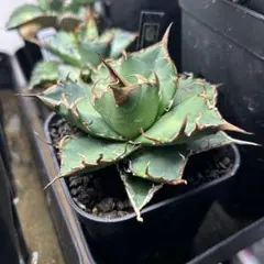 りゅう様 リクエスト 2点 まとめ商品