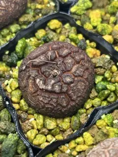 Sho-beat様 リクエスト 2点 まとめ商品