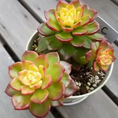 2025年最新】フィレンツェ 多肉の人気アイテム - メルカリ