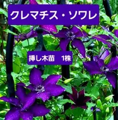 多花性 クレマチス・ソワレ 挿し木苗 1株 - メルカリ