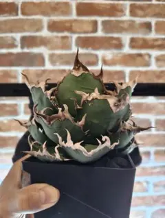 buchi様 リクエスト 6点 まとめ商品