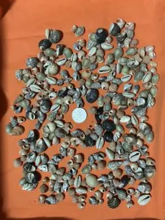 小さな貝殻 約100個セット 手芸素材