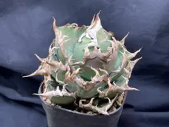 2025年最新】品種名：シーザー アガベの人気アイテム - メルカリ