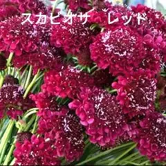 スカビオサ レッド 種子 15粒