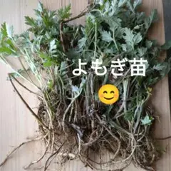 tachi様 リクエスト 2点 まとめ商品