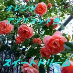 薔薇フロ○ンティー○　抜き苗　1本 ツル性薔薇フロ-ンティーナ 抜き苗 1本 - メルカリ