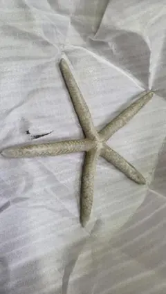 ヒトデ 置物 インテリア オブジェ
