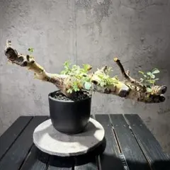 2026年最新】コミフォラ カタフ ターカネンシスの人気アイテム - メルカリ