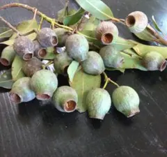 ユーカリ✼ベルガムナッツ②♪クリスマスXmasしめ縄飾り