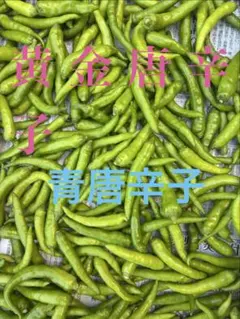 黄金唐辛子　青唐辛子　250gグラム激辛のサムネイル