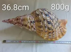 法螺貝 39cm(直接36.2cm)934g - メルカリ