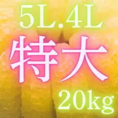 みかん苗木幻のみかん果樹苗木(…)花蕾、実が付きPVP7号鉢4/28現品限り