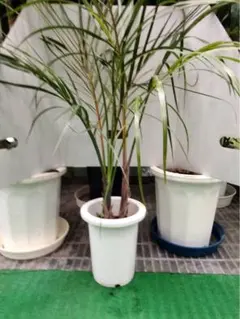 鉢ごと発送】ワシントンヤシ 高さ約80センチ - メルカリ