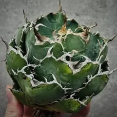 2026年最新】スーパーチタノタの人気アイテム - メルカリ