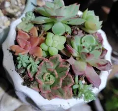 多肉植物寄せ植え （抜き苗とカット苗）