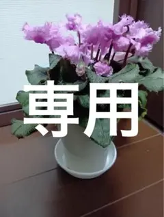 美保様 リクエスト 2点 まとめ商品